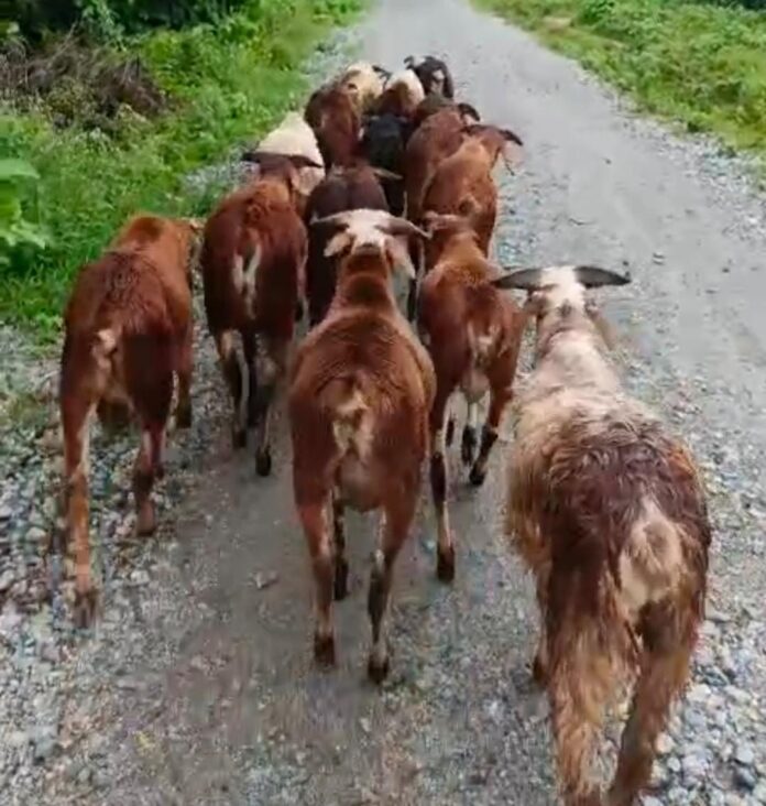 gorlu sheep